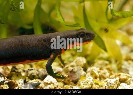 Primer plano sobre un adulto acuático fuego chino negro -el newt de vientre, Cynops orientalis, en un acuario