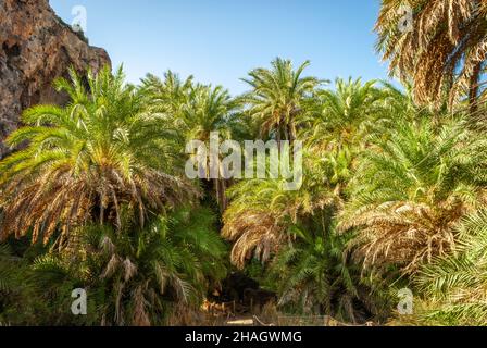 Matorrales de palmeras en la playa de Preveli, Creta, Grecia Foto de stock
