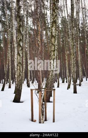 En un bosque nevado de invierno, un joven abedul fue plantado y cuidado, rodeado por una valla
