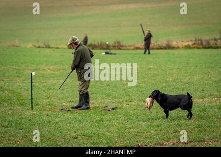 Black labrador volviendo al dueño con el faisán de tiro, Hampshire, Inglaterra.