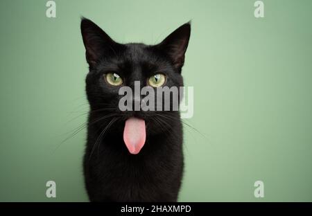 gracioso gato negro que sobresale larga lengua mirando la cámara sobre fondo verde con espacio de copia Foto de stock