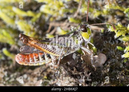Saltamontes motados (Myrmeleotettix maculatus, Gomphocerus maculatus), macho, Alemania Foto de stock