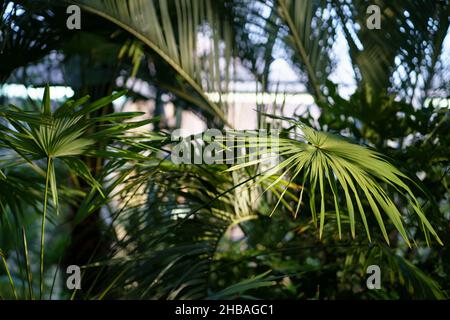 Palmeras en el interior en invernadero tropical en el día soleado. Árbol de planta verde en invernadero