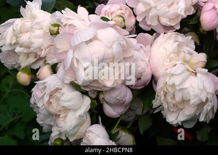 Muchas hermosas flores dobles de color rosa suave. Doble rosa peony 'Sra. Franklin D. Roosevelt en primer plano. Foto de stock