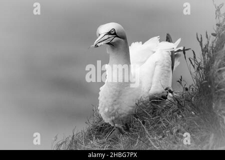 Imagen en blanco y negro de un gannet (Morus bassanus) que sostiene una pluma mientras se sienta en su nido Foto de stock