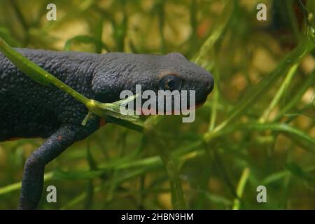 Primer plano en la cabeza de una hembra china negra firebelied newt, Cynops orientalis, bajo el agua