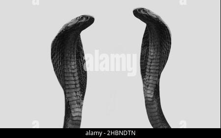 Dos peligrosas Serpiente Cobra Rey sobre el fondo blanco Foto de stock