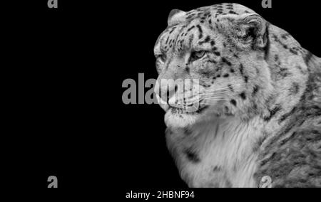 Peligroso Big Snow Leopard descansando sobre el fondo oscuro Foto de stock
