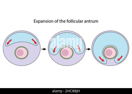 Expansión del diagrama del antro folicular, ovulación (sin etiquetar) Foto de stock