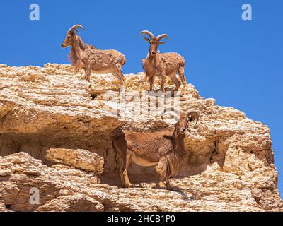 El grupo de ovejas Barbary o Ammototragus lervia de pie en la roca. Foto de stock