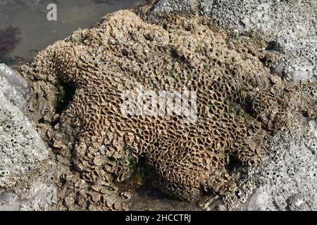 Tubos de arena utilizados por el gusano Honeycomb en la playa a orillas del mar de Gales, costa británica Foto de stock