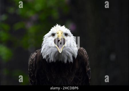 El águila calva graznido Fotografía de stock - Alamy