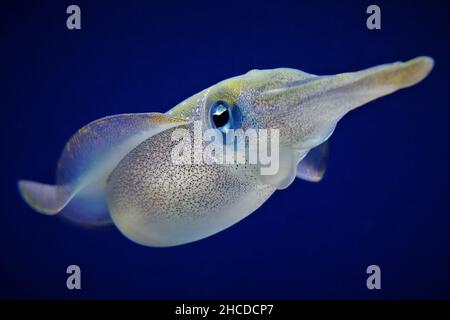 Escuadra de Arrecife de Bigfin Flotando en el Azul Foto de stock