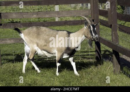 Old English Feral Goat