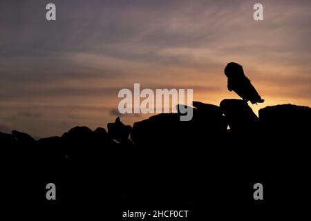 Búho granero (Tyto alba) adulto encaramado en la pared de piedra al atardecer, Cumbria, Inglaterra, noviembre, condiciones controladas Búho granero (Tyto alba) adulto encaramado en la pared de piedra al atardecer, Cumbria, Inglaterra, noviembre, condiciones controladas