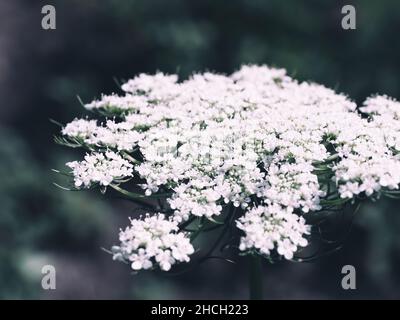 Blooming hemlock normal primer plano. Apiaceae o Umbelliferae es una familia de plantas de flores mayormente aromáticas, comúnmente conocidas como apio, zanahoria o p. Foto de stock