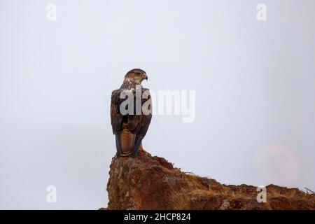 El águila de Bonelli perca en una roca, especie en peligro de extinción. Aquila fasciata, Kolhapur, Maharashtra, India Foto de stock