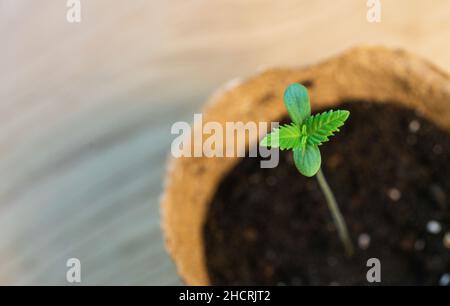 Planta de cannabis para bebés. Etapa vegetativa de cultivo de marihuana copyspace para su texto individual. Foto de stock