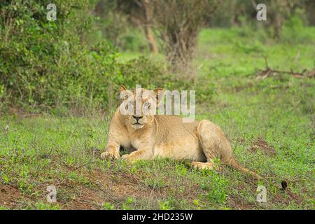 León macho en Tsavo parque de juegos, Kenya, con matar. El león tiene muy  poco de mane que es típico de los leones de Tsavo Fotografía de stock -  Alamy