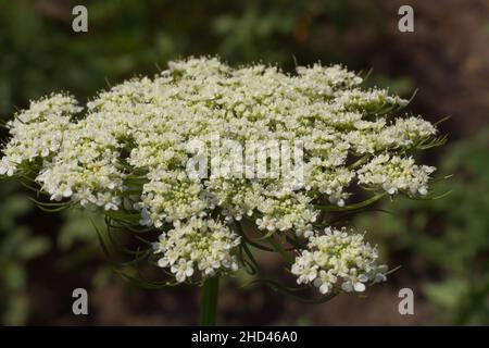 Blooming hemlock normal primer plano. Apiaceae o Umbelliferae es una familia de plantas de flores mayormente aromáticas, comúnmente conocidas como apio, zanahoria o p. Foto de stock