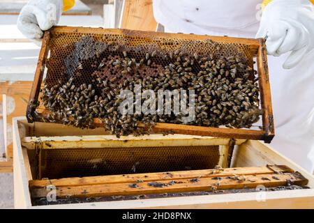 Apicultor comprobando los marcos de la abeja de la colmena Foto de stock