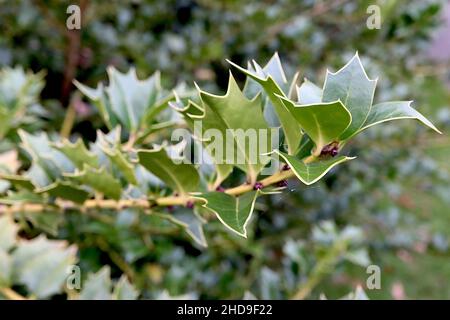 Ilex colchica acebo del Mar Negro – hojas brillantes de color verde medio con márgenes de contorno amarillo, diciembre, Inglaterra, Reino Unido Foto de stock