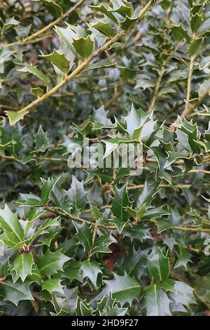 Ilex colchica acebo del Mar Negro – hojas brillantes de color verde medio con márgenes de contorno amarillo, diciembre, Inglaterra, Reino Unido Foto de stock