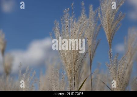 White Tall Grass y hermosas nubes como fondo Foto de stock