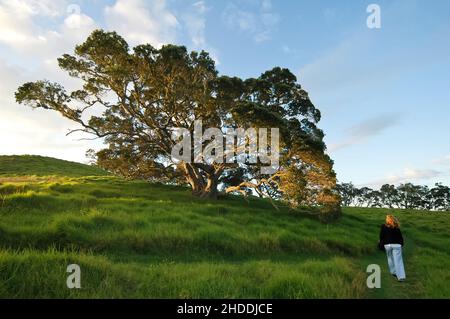 Mujer de senderismo solitaria en Bay of Islands, Nueva Zelanda Foto de stock