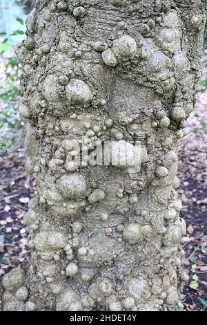 Ilex aquifolium “ciliata major” ciliata major - crestas circulares y corteza picada, enero, Inglaterra, Reino Unido Foto de stock