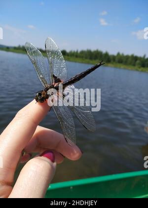 dragonfly en la mano en un barco contra Foto de stock