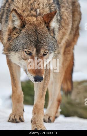 depredador, lobo, depredadores, lobos Fotografía de stock - Alamy