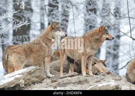 depredador, lobo, depredadores, lobos Fotografía de stock - Alamy