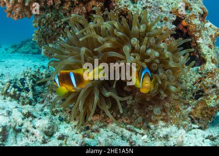 El pez payaso de mar rojo o dos anémonefish de banda (Amphiprion bicinctus) hacen su hogar dentro de la anémona de punta de burbuja (Entacmaea quadricolor) en Egipto. Foto de stock