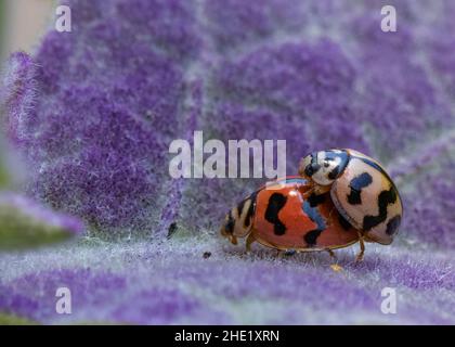 Pareja de mariquitas en hacer el amor en una hoja púrpura Fotografía de  stock - Alamy