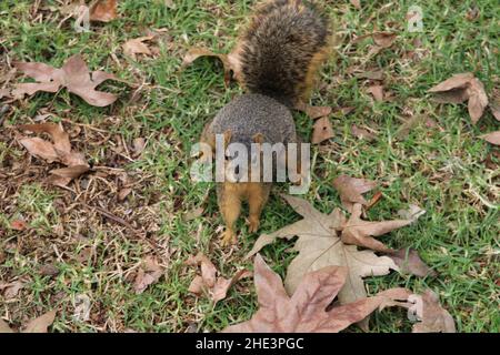 Gordo Squirrel en el parque comunitario La Habra