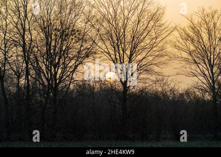romantischer Sonnenuntergang im Winter mit Bäumen en Sandweier Baden-Baden Foto de stock