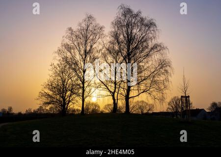 romantischer Sonnenuntergang im Winter mit Bäumen en Sandweier Baden-Baden Foto de stock