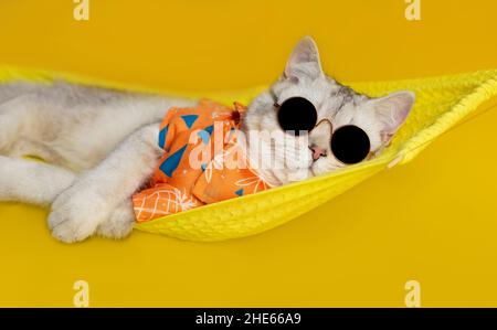 Gracioso gato blanco en gafas de sol negras y una camisa, se encuentra en una hamaca de tela, aislado sobre un fondo amarillo.