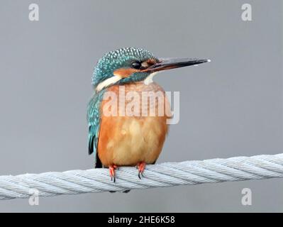 Kingfisher posando en alambre