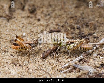 Saltamontes motados (Myrmeleotettix maculatus) macho acercándose a una hembra más grande y verde en dunas de arena costeras, Kenfig NRR, Glamourgan, Gales, Reino Unido, Julio Foto de stock