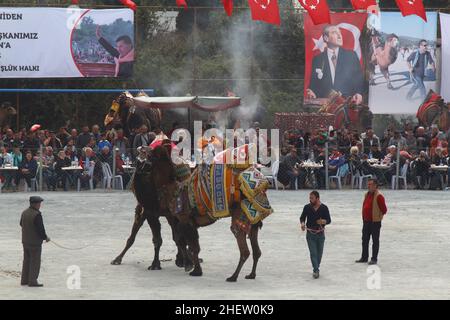 Bodrum, Turquía - 19 de marzo de 2017: La lucha tradicional en camello es muy popular en la región del Egeo de Turquía. Camellos de lujo vestidos de colores criados para esto Foto de stock
