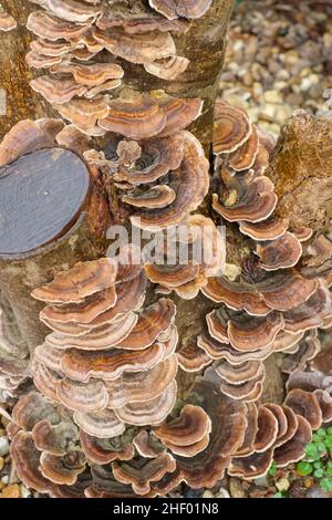 Trametes versicolor, Soporte de Turkeytail Fungus Creciendo en madera en descomposición  Norfolk UK Foto de stock
