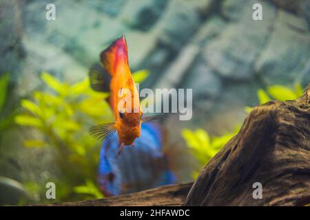 Hermosa vista de los peces del acuario de la disco de melón rojo. Concepto Hobby. SUECIA. Foto de stock