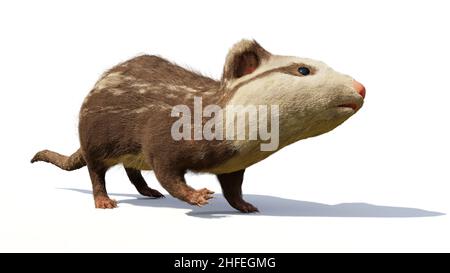 Alphadon, pequeño mamífero extinto del Cretácico Tardío que vivió junto a los dinosaurios, aislado sobre fondo blanco Foto de stock