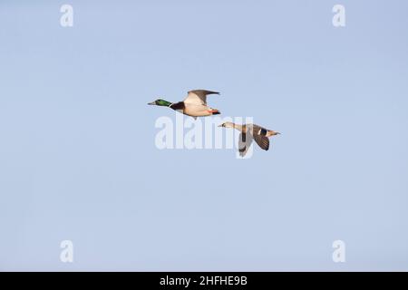 Mallard (Anas platyrhynchos) par de adultos volando