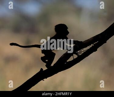 Silueta de un joven baboon de Oliva (Papio anubis) subiendo una rama de árbol en el Parque Nacional de Tarangire, Tanzania, África Foto de stock