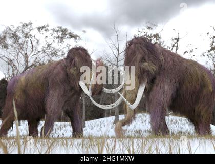 Una ilustración en 3-D de dos mamuts de Woolly clonados que pastan en un campo cubierto de hierba nevada en un escenario hipotético. Foto de stock
