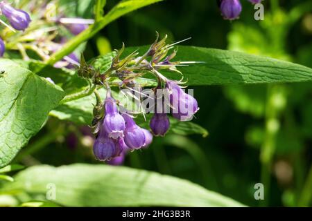 Beinwell Pflanze, mit lila, violett farbener Blüte