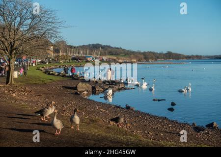 Graylag geese esperando ser alimentado cuando la gente disfruta de un soleado domingo de enero en el Centro de Deportes Acuáticos en el Castillo Semple Loch en Lochwinnoch caminando y.